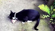My cat hunted something HUGE! (Dinner time)