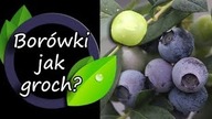 Borówki z nasion.  Owoce jak groch?