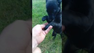 Nela ma dziś bardzo WAŻNĄ misję  #shorts