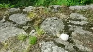 Natura się ślimaczy