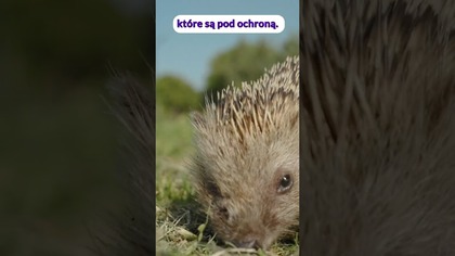 Dokąd nocą tupta jeż? Dzień jeża! #zwierzęta