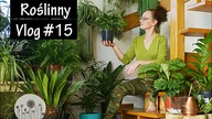 Vlog 15.  Jak dbać o domowe rośliny doniczkowe po przesadzeniu ?