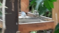 Brahminy Starling, White Shouldered Starling & Red Whiskered Bulbull at aviary feeder 