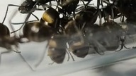Zapowiedź nowego projektu z nową kolonią mrówek Polyrhachis Dives