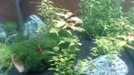 Krewetkowy chill.  Test Live