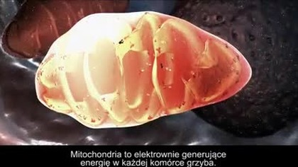 Grzyby działają jak pasożyty