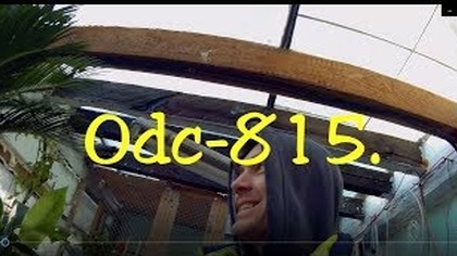 Odc-815. Drugie życie pomidorów,wykopać,przezimować-zbiory wiosna 2020r :)
