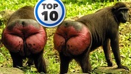 Top 10 Naj | Czy wiedziałeś, że...? #2