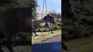 Koń drapieżnik poluje na kurę