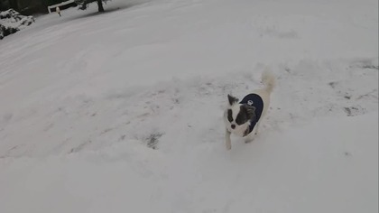 Chihuahua Luna Day 113