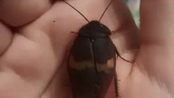 Very calm male Ergaula capucina 