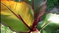 Musa acuminata -- Musa basjoo i Ensete ventricosum maurelli video blog forum uprawa w polsce