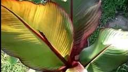 Musa acuminata -- Musa basjoo i Ensete ventricosum maurelli video blog forum uprawa w polsce