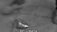 STAWIAM NA TOLKA BANANA  Reżyser miał pełne zaufanie władz? #stawiamnatolkabanana #serialeprl #prl