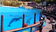  Delfinarium SELWO MARINA na Costa del Sol