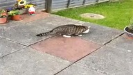 Hungry cat drinking milk