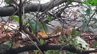 Wróbel / House Sparrow (Passer domesticus)
