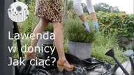 Kiedy i jak ciąć lawendę? Lawenda w donicy. Cięcie pielęgnacyjne lawendy
