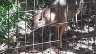 Kanczyl (Mouse-Deer) Tragulus sp.