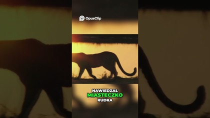 Lampart z Rudra Prajak Najgroźniejszy drapieżnik Indii