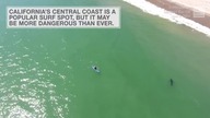 White Shark Heaven in is a Problem for Surfers