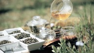 Świeża herbata z prowincji Darjeeling. Herbata Darjeeling. Czajnikowy.pl