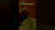 CHRAPANKO #shorts
