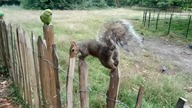 squirrel / wiewiórka