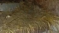 Pierwsze obrączki w tym roku  #pigeon #egzotyka #birds #fus #nature #golebie #animals #hodowla