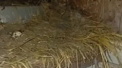 Pierwsze obrączki w tym roku  #pigeon #egzotyka #birds #fus #nature #golebie #animals #hodowla