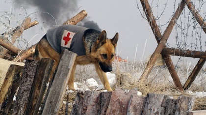 Rin Tin Tin (2007) Lektor PL