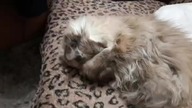 Luna being cute for 16 seconds straight