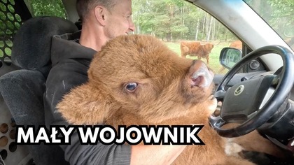 Kolczykowanie cielaka, którego zaatakowały muchy.  Część 2