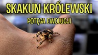 Trzy piękne skakuny z Florydy  / Phiddipus regius apalachicola