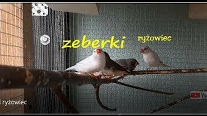 Odc-496- Zeberki + ryżowiec.  Nieee