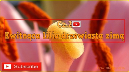 194.  Cz. 2 Kwitnąca lilia drzewiasta zimą 