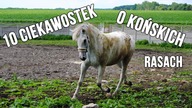 10 ciekawostek o końskich rasach /by ATTACCAMA