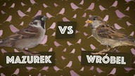 Wróbel vs mazurek [Czym to się różni #10]