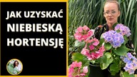 Jak zmienić barwę kwiatów hortensji ogrodowej - jak uzyskać niebieską hortensję ?