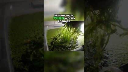 Akwarium Rośliny Wolno Rosnące i Dojrzałe Podłoże!