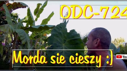 Odc-724. Mega duże liście w ogr&oacute;dku. Normalnie uszyska słonia,big,max,uśmiech na ryju.