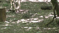 Wiewiórka / Squirrel # 2