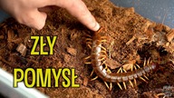 Starcie ze SKOLOPENDRĄ oraz moje ulubione Avicularia  Co słychać u ?#25