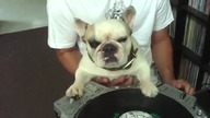 Dj Dog (oryginal mix)