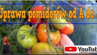 Odc-728-#Uprawa od A do Z-Swojskie wielkie #pomidory#ogórki #zbiory ,#Cycas Revoluta itp