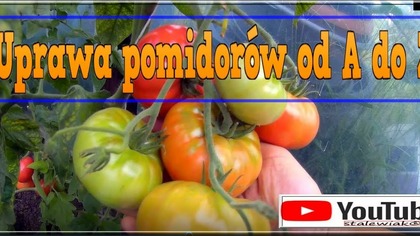 Odc-728-#Uprawa od A do Z-Swojskie wielkie #pomidory#ogórki #zbiory ,#Cycas Revoluta itp