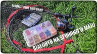 Białoryb na spinning w maju // Favorite blue bird nano // 2023