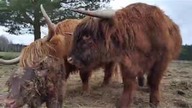 Podsumowanie tygodnia #3 (nowe cielaki, nowe żurawie i kontrola ogrodzenia)