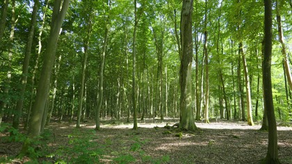 Rustling Leaves in a Sunny Forest ¦ Relaxing Wind Sounds with Birds in the Background (ASMR)
