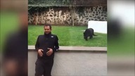 Pantera atakuje!